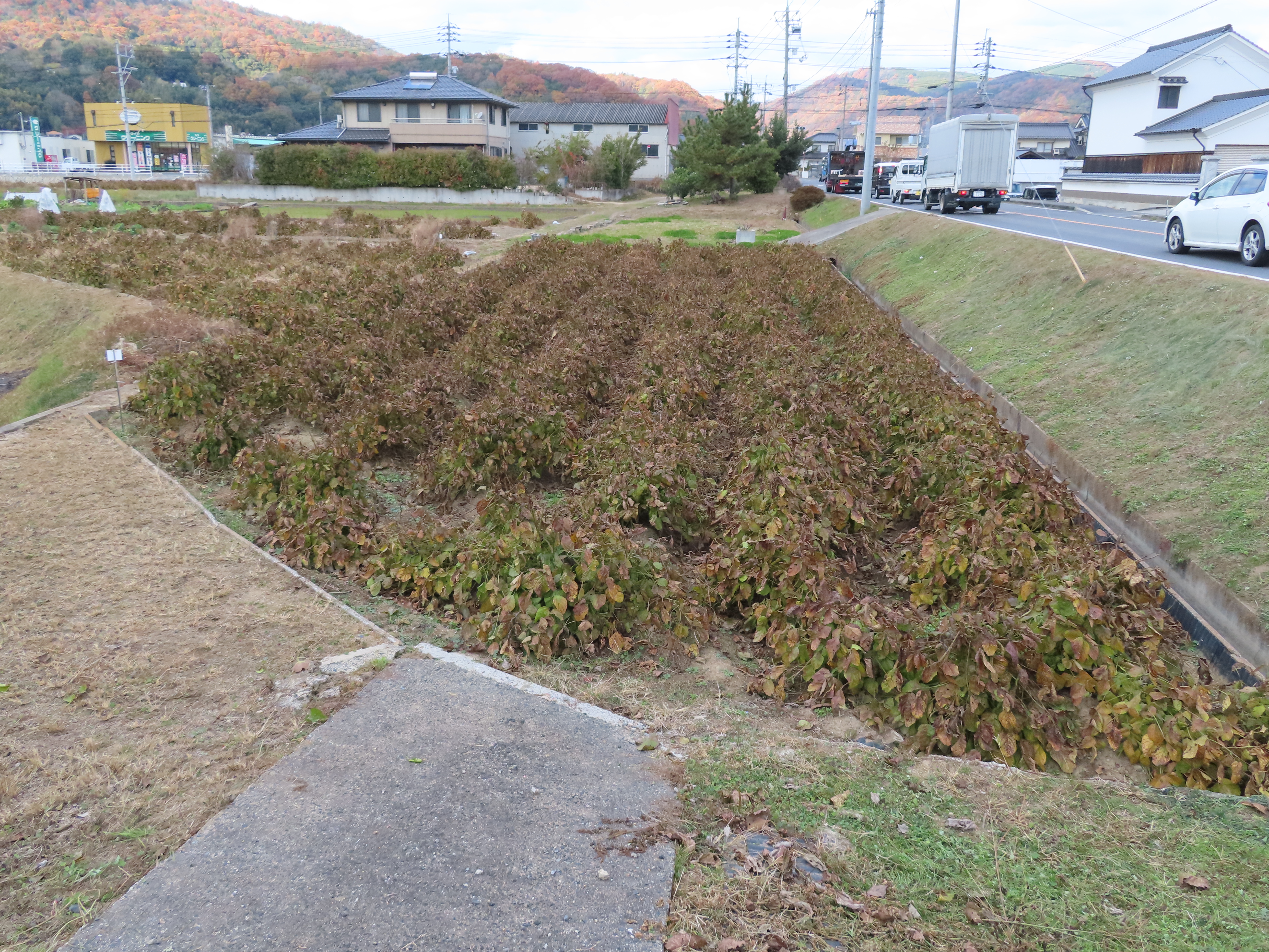 江良2477番地1